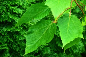 Klon wyrazisty 'Phoenix' (Pa150) C15