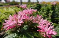Pysznogłówka SUGAR BUZZ® 'Pink Frosting'.jpg