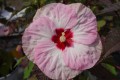 Hibiskus bylinowy Summerific 'Spindarella'.jpg