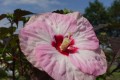 Hibiskus bylinowy Summerific 'Spindarella'1.jpg