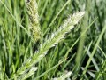 Sesleria jesienna.jpg