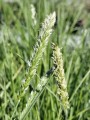 Sesleria jesienna1.jpg