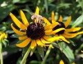 Rudbekia 'Little Goldstar'.jpg