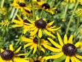 Rudbekia 'Little Goldstar' 1.jpg