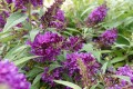 Budleja Dawida Butterfly Candy Little 'Purple'.jpg