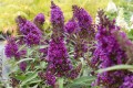 Budleja Dawida Butterfly Candy Little 'Purple'1.jpg