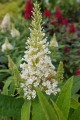 Budleja Dawida Butterfly Candy Little 'White'.jpg