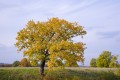 autumn-landscape-with-oak.jpg