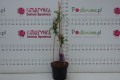 DSC03534.JPG