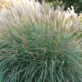 Miscanthus Graciella_71593_1.jpg