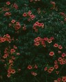 pexels-holoshuriken-27730746.jpg