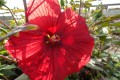 Hibiskus bylinowy Summerific 'Holy Grail'.jpg