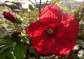Hibiskus bylinowy Summerific 'Holy Grail'1.jpg