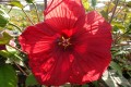 Hibiskus bylinowy Summerific 'Holy Grail'2.jpg