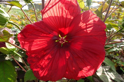 Hibiskus bylinowy Summerific 'Holy Grail'2.jpg