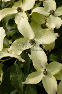 Dereń kousa odm. chińska PVG 'Van Ooi' C10