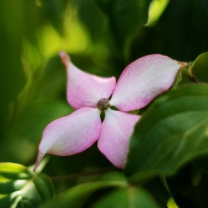 Dereń kousa 'Radiant Rose' C10