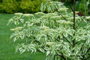 Dereń pagodowy 'Variegata' C3