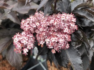 Bez czarny BLACK TOWER 'Eifel1' PBR C2