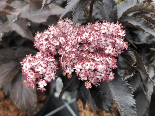 Bez czarny Black Tower (4).JPG