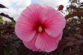 Hibiskus bylinowy Summerific 'Edge of Night'.jpg