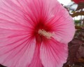 Hibiskus bylinowy Summerific 'Edge of Night'2.jpg