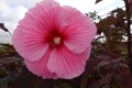 Hibiskus bylinowy Summerific 'Edge of Night'3.jpg