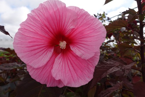 Hibiskus bylinowy Summerific 'Edge of Night'3.jpg