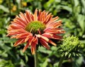 Jeżówka SunSeekers™ 'Pumpkin Pie' (multipetals).jpg