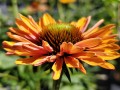 Jeżówka SunSeekers™ 'Pumpkin Pie' (multipetals)1.jpg