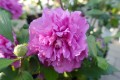 Ketmia syryjska FRENCH CABARET PURPLE.jpg