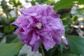 Ketmia syryjska FRENCH CABARET PURPLE2.jpg