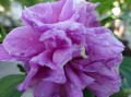 Ketmia syryjska FRENCH CABARET PURPLE3.jpg