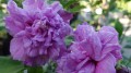 Ketmia syryjska FRENCH CABARET PURPLE5.jpg