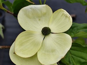 Dereń kousa 'Vulcan C4