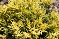 Jun. pf. Gold Star (3) (Kopiowanie).JPG