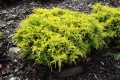 Jun. pf. Gold Star (10) (Kopiowanie).jpg