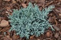 Ju. sq. Tropical Blue (4) (Kopiowanie).JPG