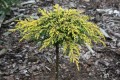 Jun. com. Goldschatz Pa (29) (Kopiowanie).JPG