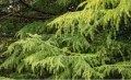 Cedr atlantycki 'Aurea'.png