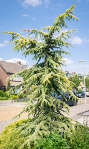 Cedr atlantycki 'Aurea'1.png