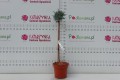 DSC05604.JPG