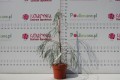 DSC05642.JPG