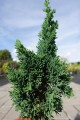 Cyprysik Lawsona 'Wissel's Saguaro' 1.jpg