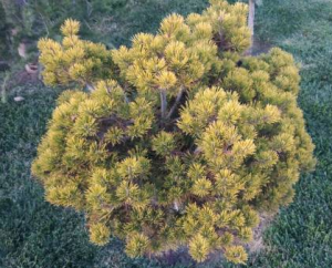 Sosna Thunberga 'Ogon' C30 
