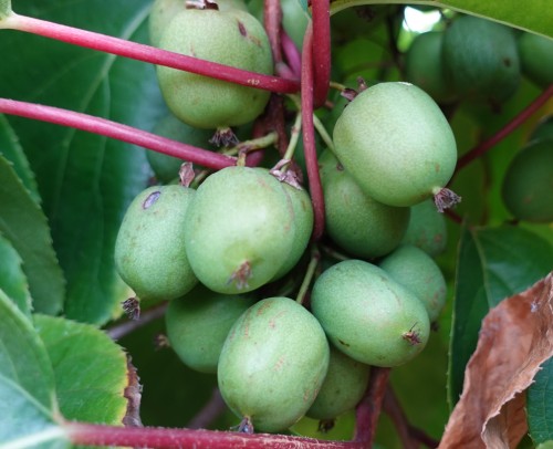 Aktinidia 'Geneva' (żeńska)2.jpg