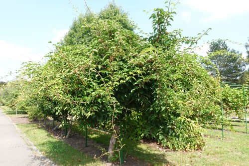 Aktinidia 'Male Zapylacz'.jpg