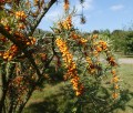 Rokitnik pospolity 'Friesdorfer Orange'(2).jpg