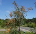 Rokitnik pospolity 'Friesdorfer Orange'.jpg