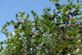 Aronia czarnoowocowa(1).jpg